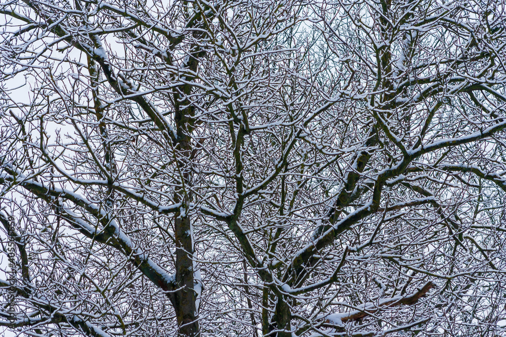 winter park with snow covered trees. Branches of trees brought by snow. Snowfall. branches of bushes are covered with snow. Winter winter park with snow covered trees. Branches of trees brought by snow. Snowfall. branches of bushes are covered with snow. Winter
