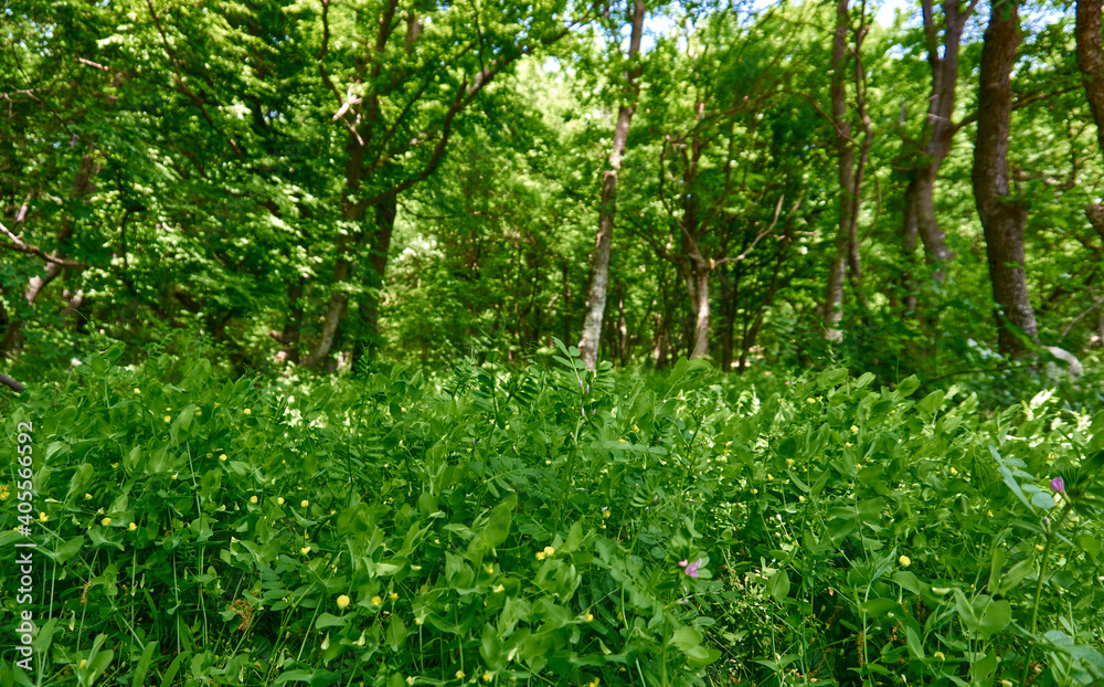 Beautiful green forest in a sunny day Beautiful green forest in a sunny day