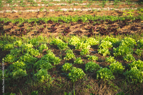 green nature vegetable farm...