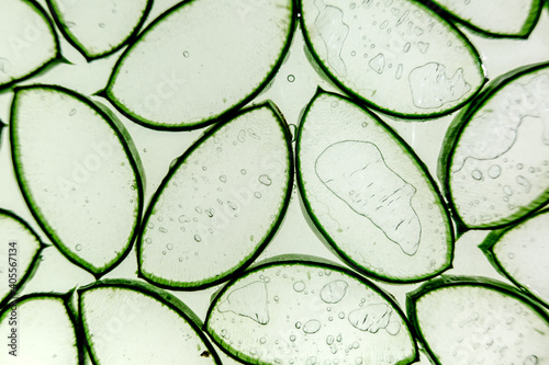 Aloe vera slice texture background. Medicinal plant. Used to treat and to make a cream. Flat lay. Top view.