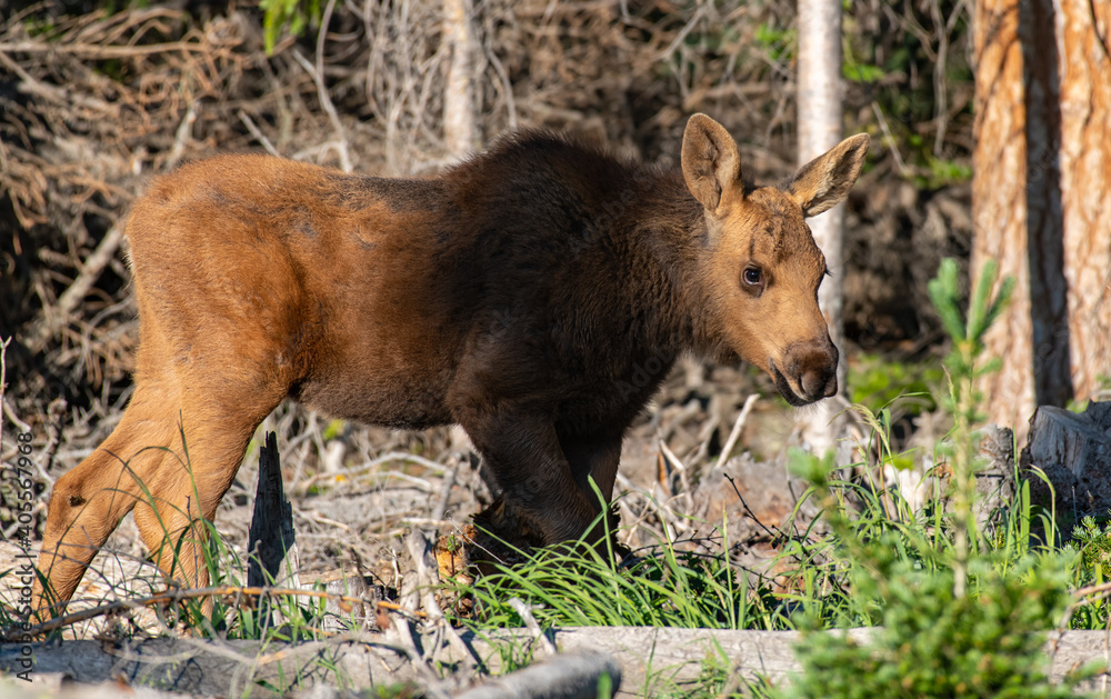An Adorable Moose Calf Roaming the Mountains An Adorable Moose Calf Roaming the Mountains