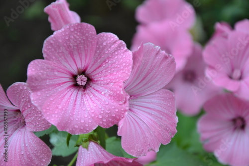 Pink flowers in the garden. Rose mallow or hibiscus airbrush effect blossom. Malva Sylvestris blooming plant. Beautiful pink flowers.