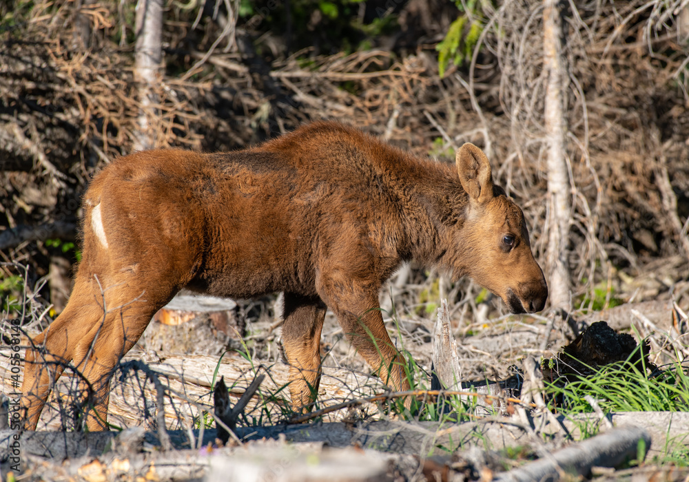 An Adorable Moose Calf Roaming the Mountains An Adorable Moose Calf Roaming the Mountains