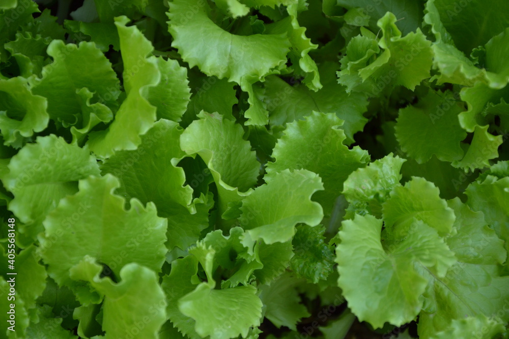Lettuce salad in the countryside garden. Green salad leaves. Young lettuce salad plant. Herb plant in the yard. Organic natural agriculture in the village. Lettuce salad in the countryside garden. Green salad leaves. Young lettuce salad plant. Herb plant in the yard. Organic natural agriculture in the village.
