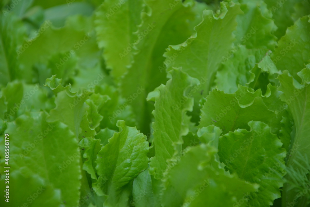 Lettuce salad in the countryside garden. Green salad leaves. Young lettuce salad plant. Herb plant in the yard. Organic natural agriculture in the village. Lettuce salad in the countryside garden. Green salad leaves. Young lettuce salad plant. Herb plant in the yard. Organic natural agriculture in the village.