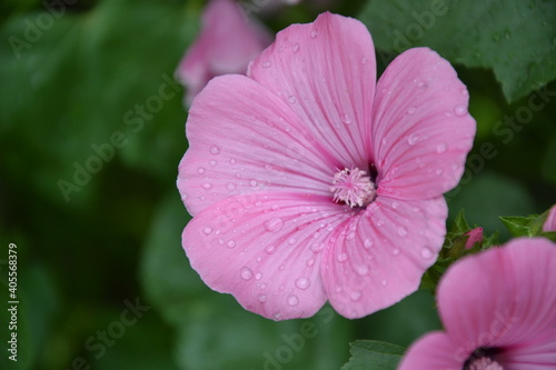 Pink flowers in the garden. Rose mallow or hibiscus airbrush effect blossom. Malva Sylvestris blooming plant. Beautiful pink flowers. © ADELART