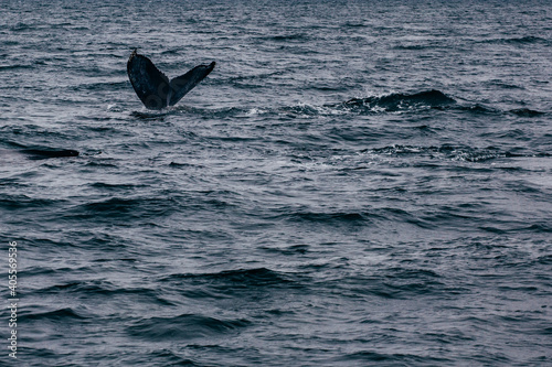 Whale tail  and  Iceland misty morning view - Whale whatching photo