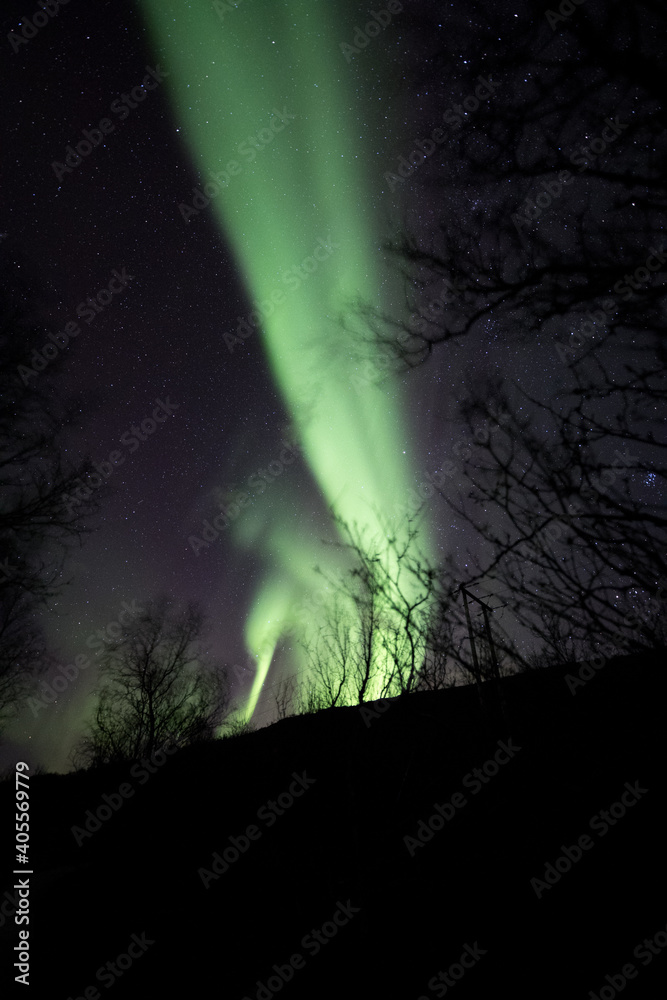 Aurora rising from behind tree silhouettes