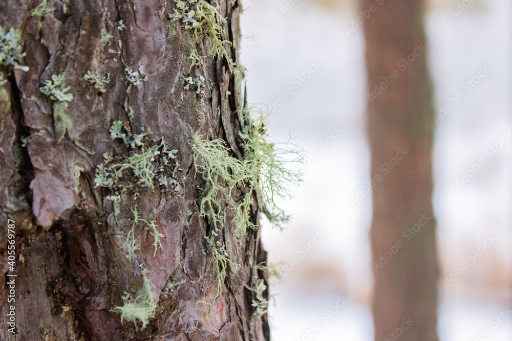 Fototapeta premium forest, moss, bark of tree