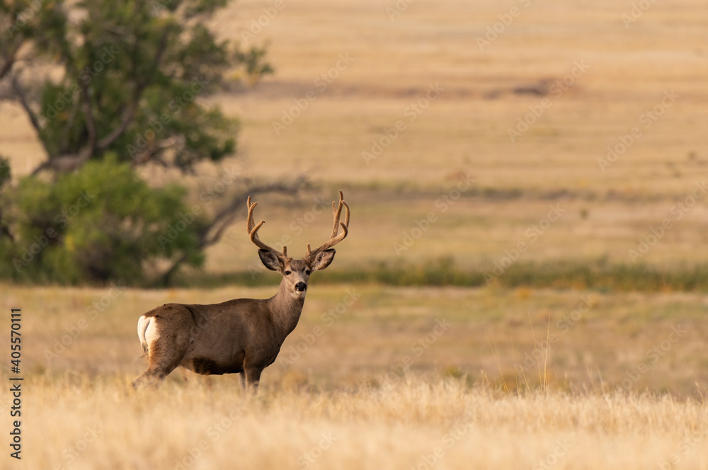 A Large Mule Deer Buck with Velvet Antlers in a Farm Field A Large Mule Deer Buck with Velvet Antlers in a Farm Field