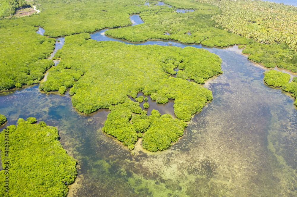 Mangroves, top view. Mangrove forest and winding rivers. Mangroves, top view. Mangrove forest and winding rivers.