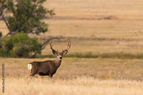 A Large Mule Deer Buck with Velvet Antlers in a Farm Field