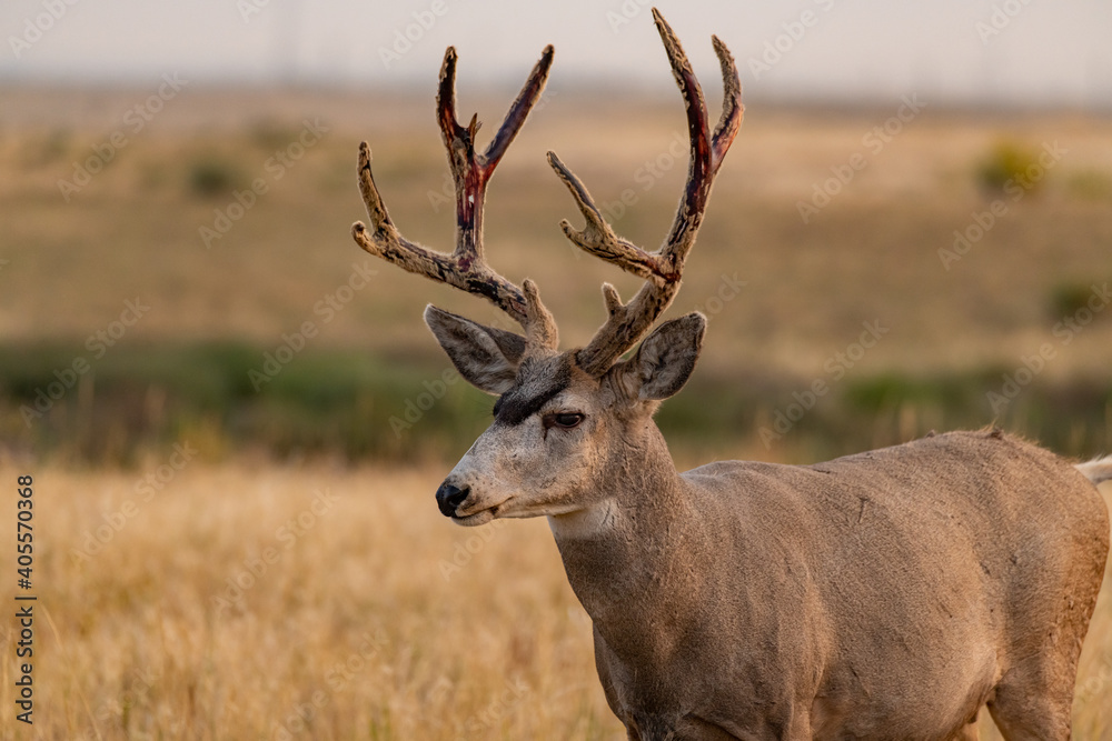 A Mule Deer Buck Shedding its Antlers on the Plains of Colorado A Mule Deer Buck Shedding its Antlers on the Plains of Colorado