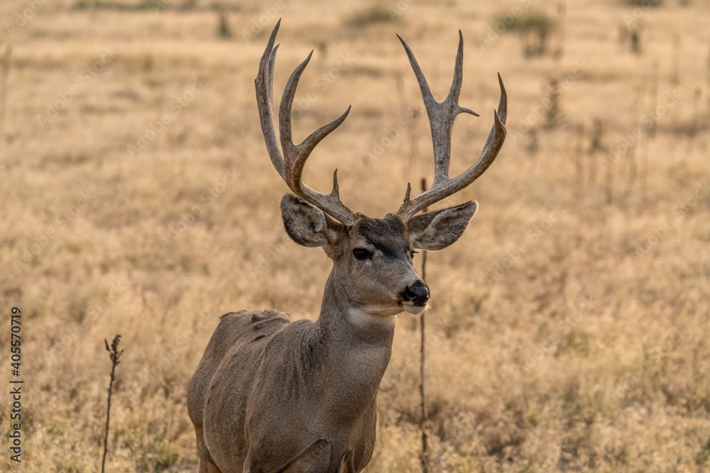 A Mule Deer Buck in Late Autumn A Mule Deer Buck in Late Autumn