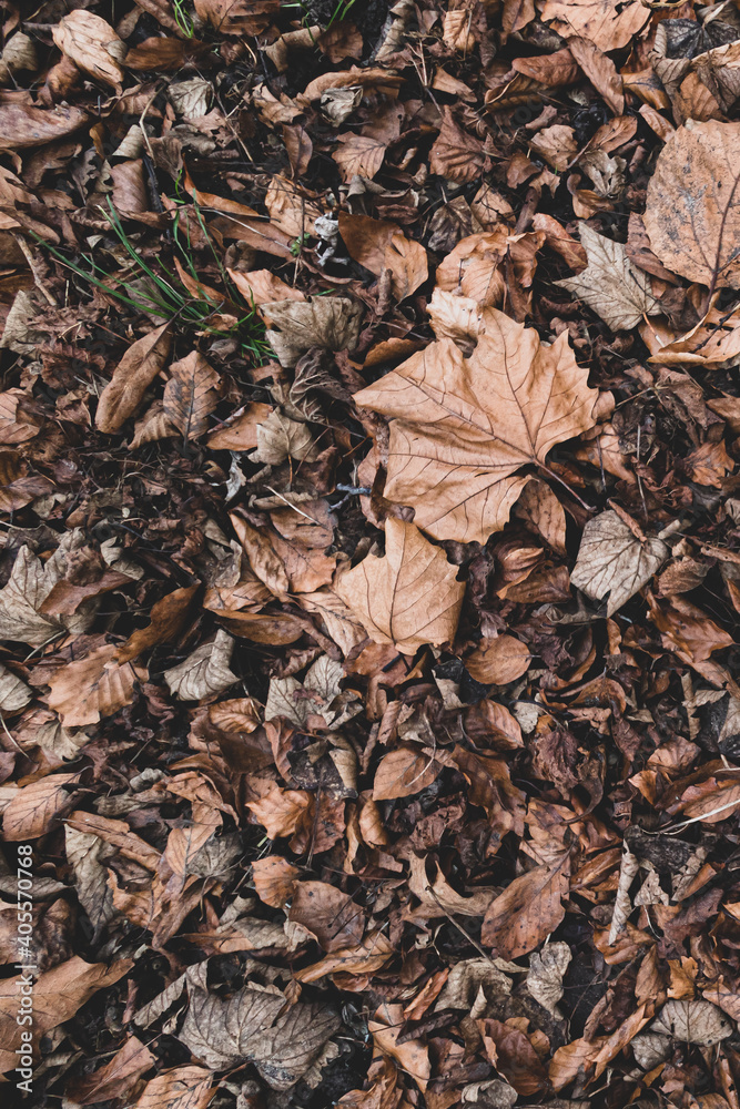 Autumn Autumn