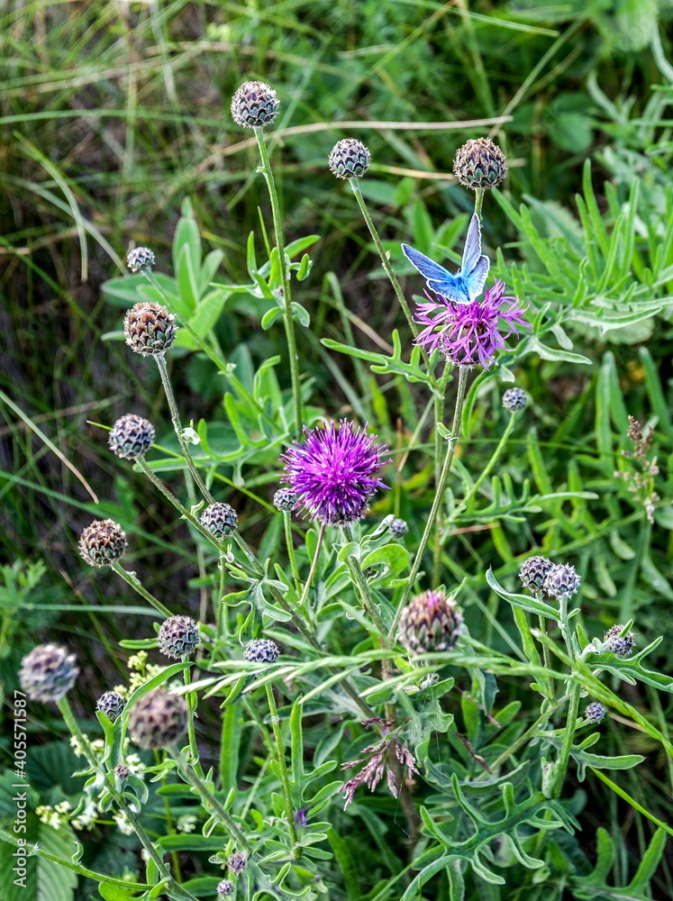 Flowers cornflower blue with a blue butterfly close-up on a green background Flowers cornflower blue with a blue butterfly close-up on a green background