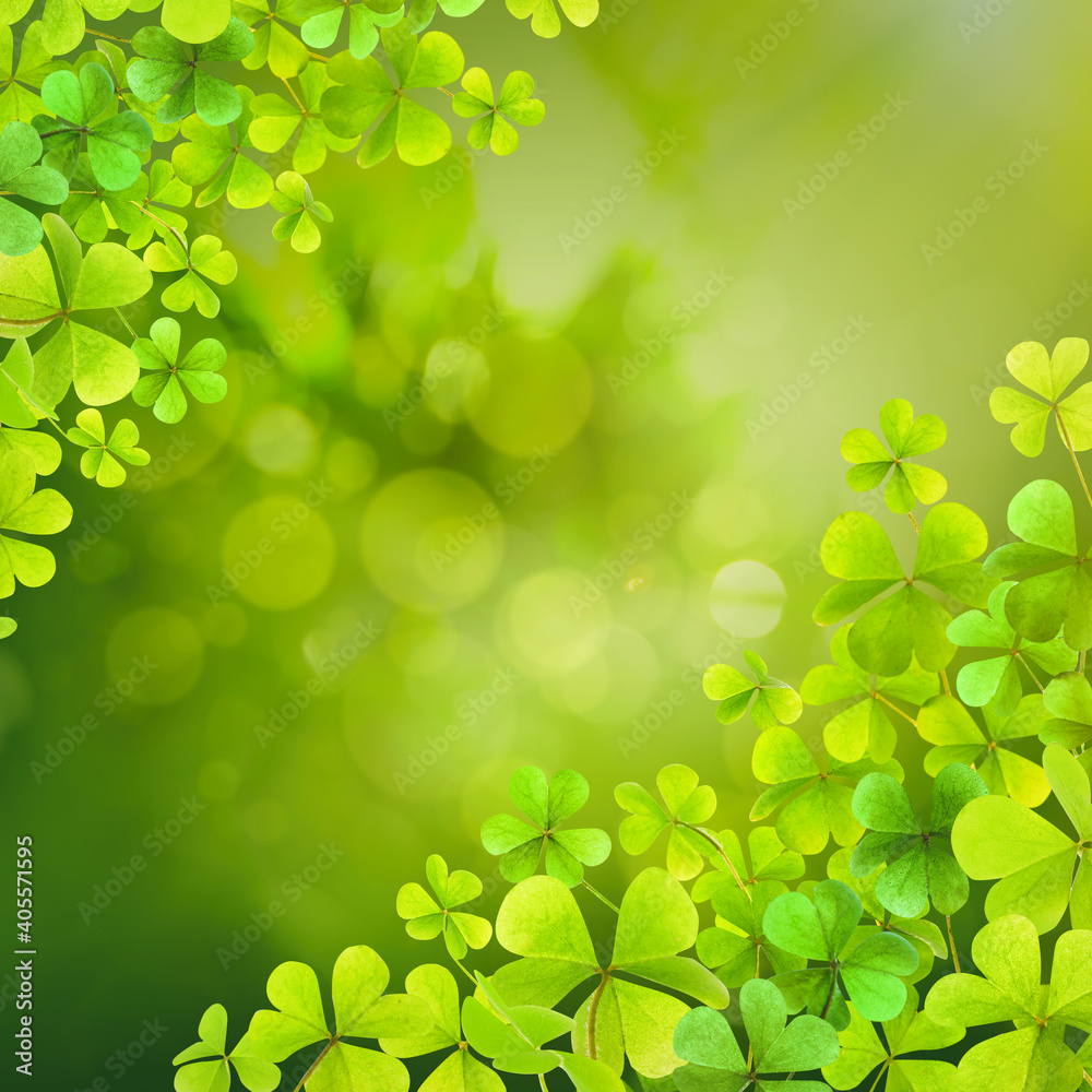 Fresh clover leaves on green background, space for text. St. Patrick's Day celebration Fresh clover leaves on green background, space for text. St. Patrick's Day celebration