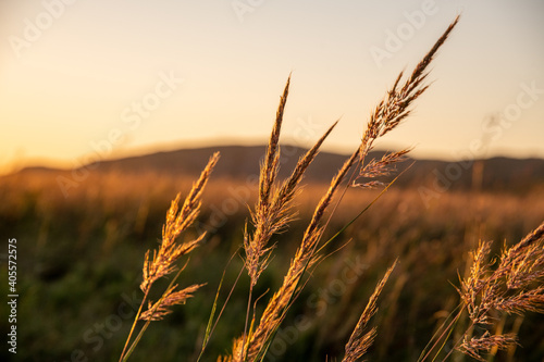 Golden Shortgrass Slightly Illuminated by the Setting Sun