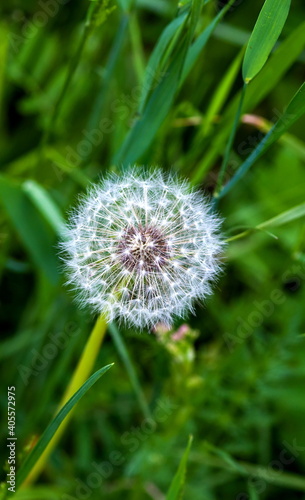 White dandelions closeup in summer on a green background