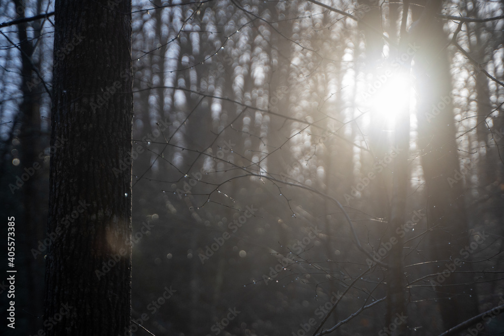 Obraz premium Light Peeking Through the Woods 