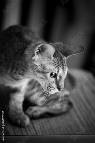 little Sphynx cat yawns sitting on a chair black and white