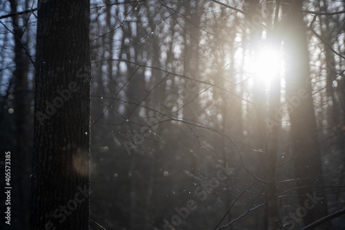 Light Peeking Through the Woods 