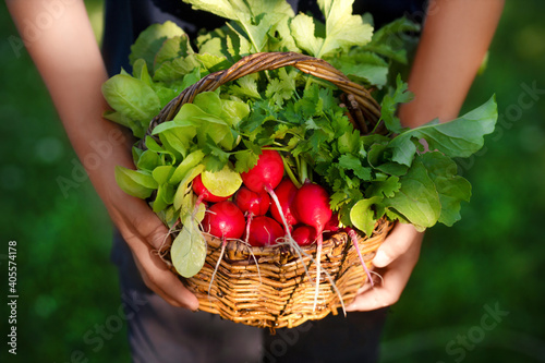 Wicker basket with fresh wet radish, lettuce and parsley in farmer’s hands