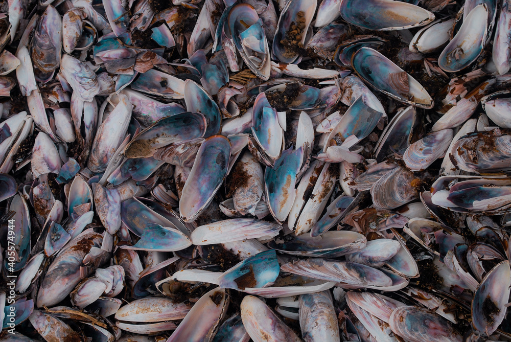 Amontoado de conchas vazias com cor azul e violeta em destaque. Amontoado de conchas vazias com cor azul e violeta em destaque.