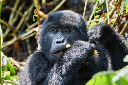 A wild female gorilla in Bwindi Impenetrable Forest  © Lennjo