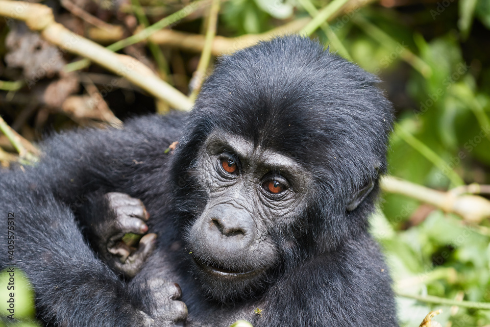 Young gorilla in Bwindi Impenetrable Forest Young gorilla in Bwindi Impenetrable Forest