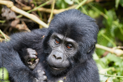 Young gorilla in Bwindi Impenetrable Forest  © Lennjo