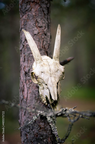 skull on tree