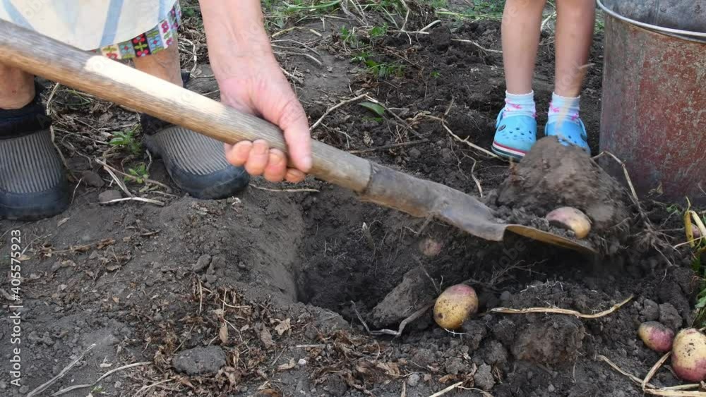 Senior woman feet in dirty shoes dig up potatoes from soil with rusty metal shovel in kitchen garden. Organic farming concept. Granny and grandchild feet while gather vegetable harvest