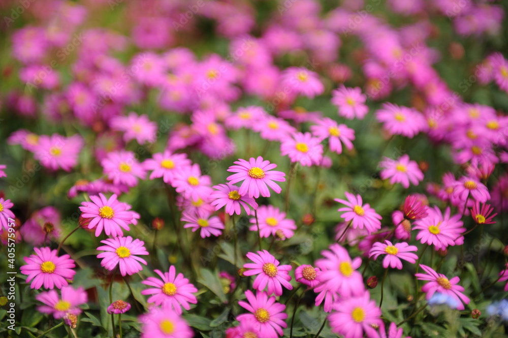 Harmony of beautiful pink flowers Harmony of beautiful pink flowers