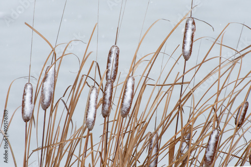 Winter background with plant of cattail on the lake.