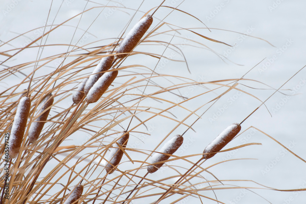 Fototapeta premium Winter landscape with plant of cattail on the lake.