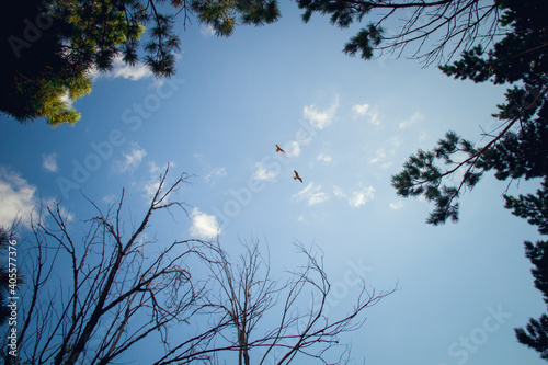 Two birds flying in the sky, above the treetops