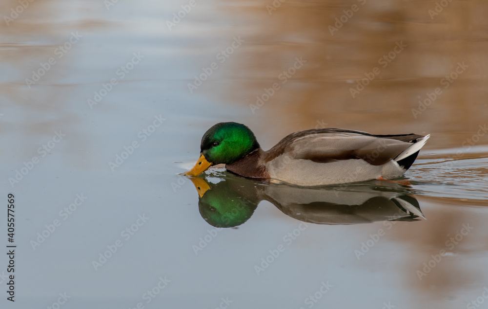 Obraz premium A Male Mallard Drake with Reflection Swimming in a Calm Lake