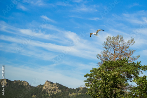 Seagull in blue sky mountain green trees
