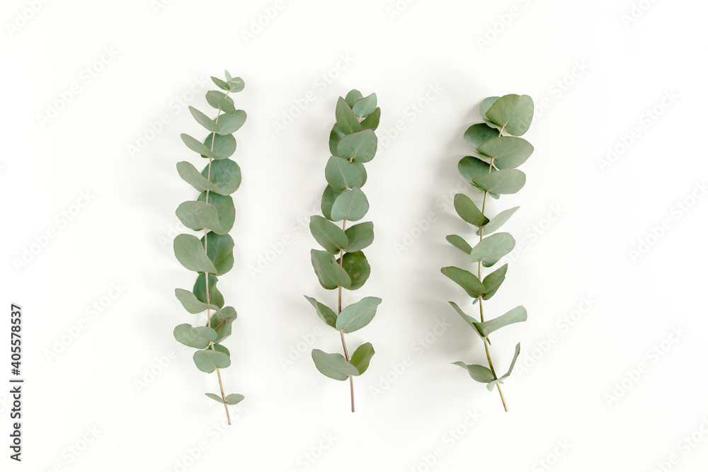 Green leaves eucalyptus isolated on white background. Flat lay, top view. Green leaves eucalyptus isolated on white background. Flat lay, top view.