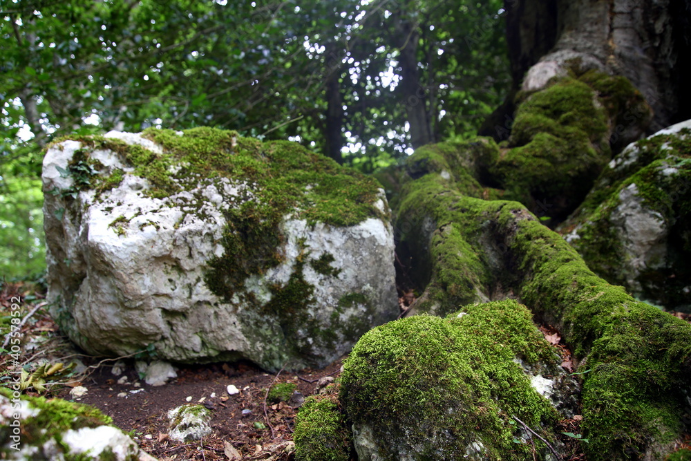 Green moss on the mighty roots of beech and on the rocks in the woods