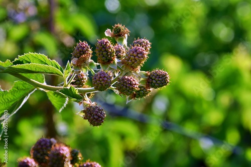 Green blackberry berries ripening on th bush with selective focus and blurred green leaves background. Organic wild berries. Soft focus 