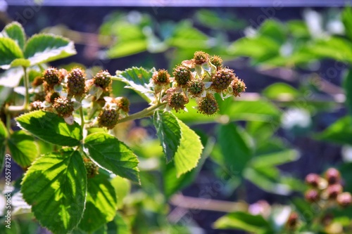 Green blackberry berries ripening on th bush with selective focus and blurred green leaves background. Organic wild berries. Soft focus 