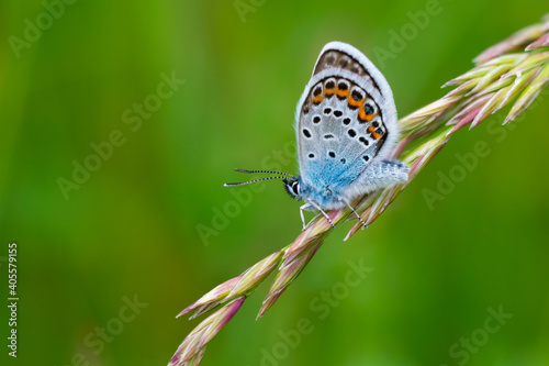 Close up view of blue grey butterfly with orange and black spots also called as lycaenidae sitiing on thick blade of grass on blurred green background with bokeh effect. photo