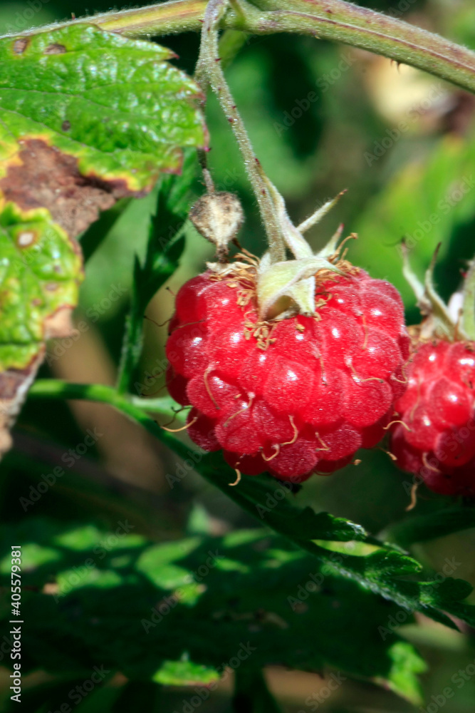 Himbeeren Wilde Triebe Erkennen