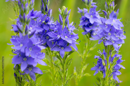 Veronica teucrium flowers on the field in summertime. Many delicate small spiked blossoming plants.