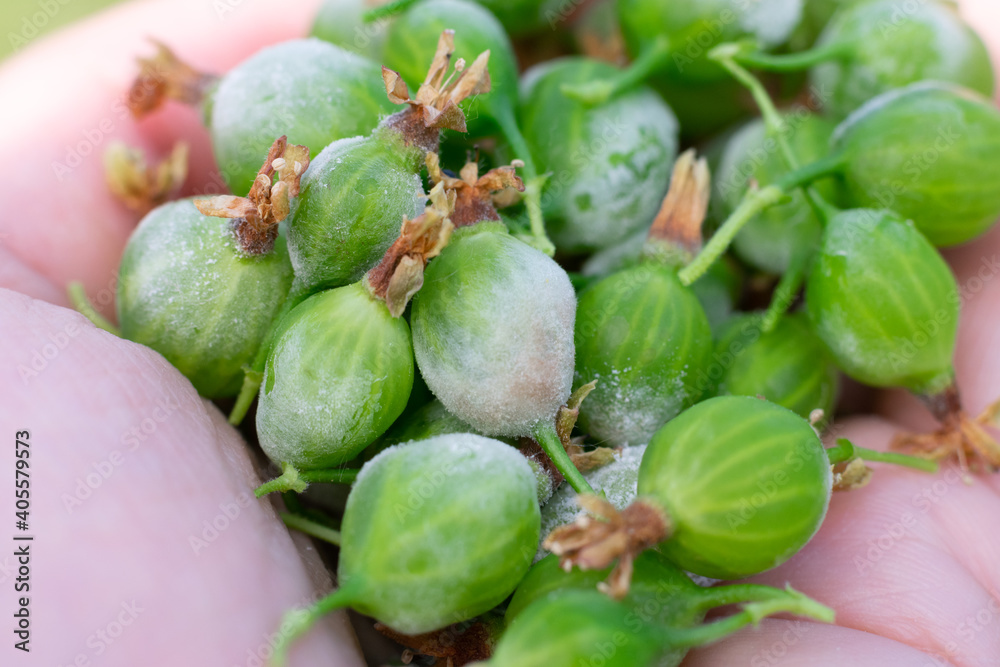 Little gooseberry berries on hand damaged by Powdery mildew fungi. White fungal mold on young harvest Little gooseberry berries on hand damaged by Powdery mildew fungi. White fungal mold on young harvest