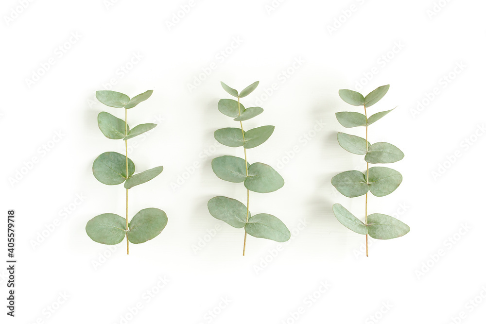 Green leaves eucalyptus isolated on white background. Flat lay, top view. Green leaves eucalyptus isolated on white background. Flat lay, top view.