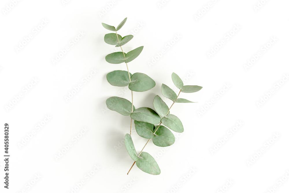 Green leaves eucalyptus isolated on white background. Flat lay, top view. - obrazy, fototapety, plakaty 