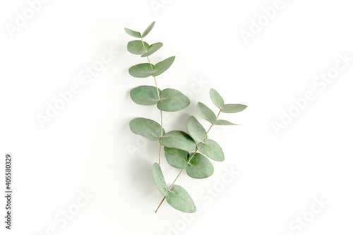 Green leaves eucalyptus isolated on white background. Flat lay, top view. photo